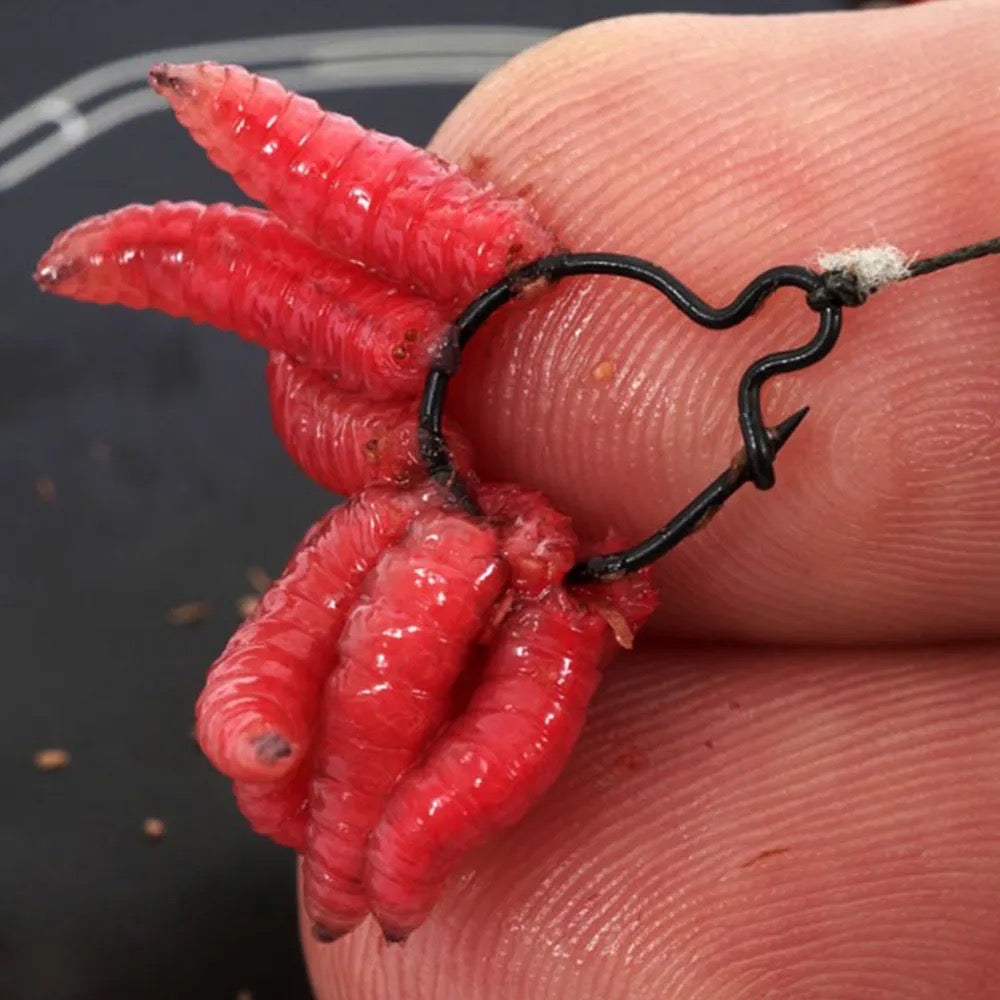 Korda Maggot Clip